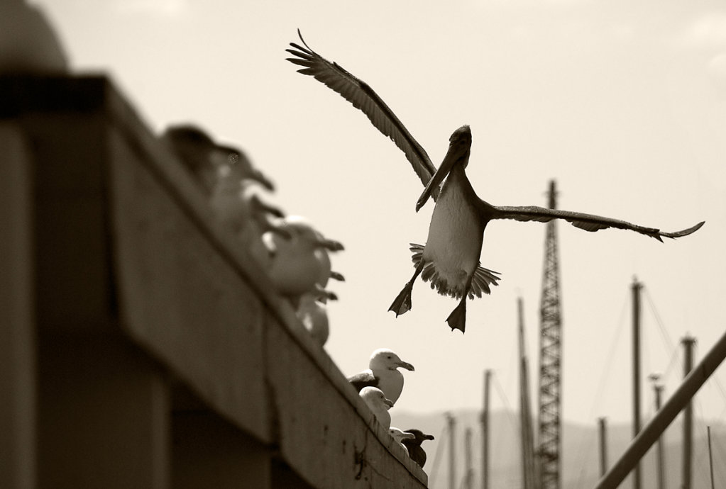 Pelican touch down