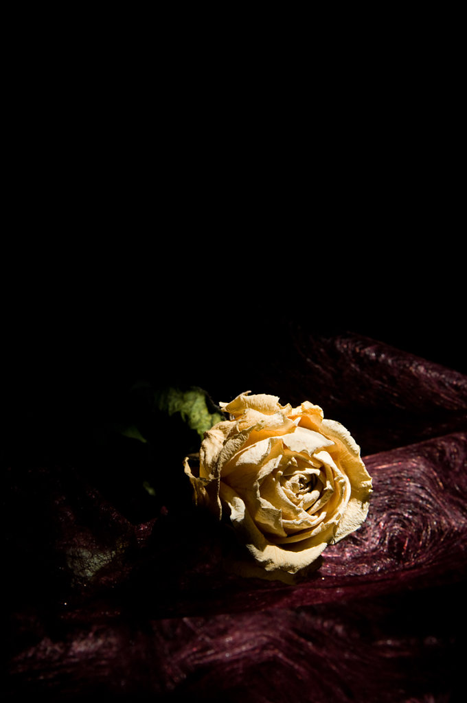 Dried rose (for book cover)