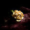 Dried rose (for book cover)